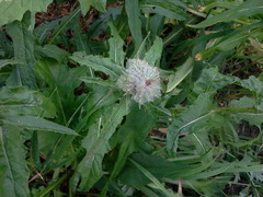 Cirsium edule