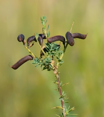 Genista ancistrocarpa