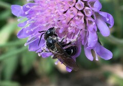 Apoidea