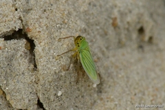 Cicadella viridis