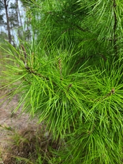 Pinus clausa