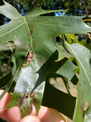 Callirhytis favosa