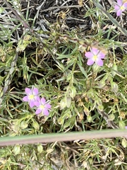 Spergularia rubra