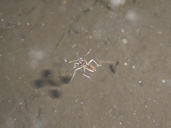 Plesiovelia
