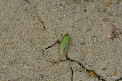 Cicadella viridis