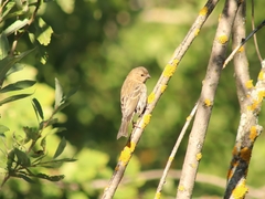 Carpodacus erythrinus
