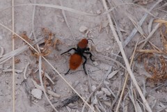 Dasymutilla calorata