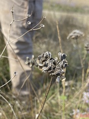 Torilis arvensis