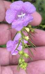 Agalinis fasciculata