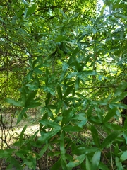 Quercus phellos