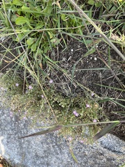 Spergularia rubra
