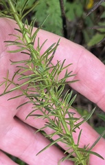 Agalinis fasciculata