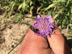 Apoidea