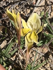 Gladiolus permeabilis permeabilis