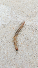 Scolopendra polymorpha