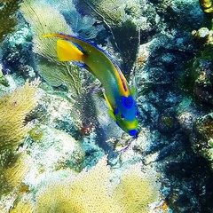 Holacanthus ciliaris