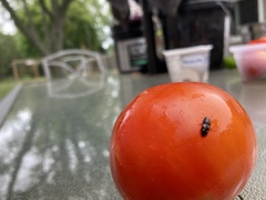 Glischrochilus quadrisignatus