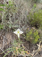 Oenothera nuttallii