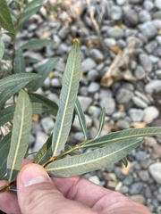 Salix interior