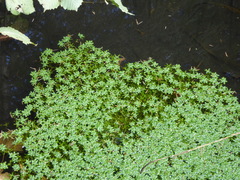 Callitriche