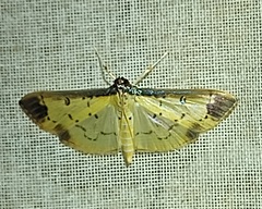 Eulepte gastralis