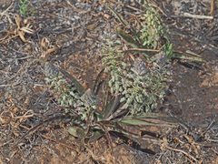 Ledebouria