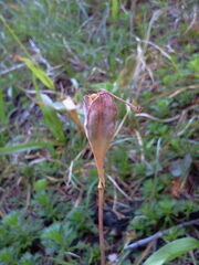 Erythronium montanum