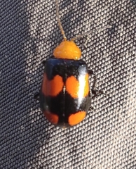 Sonchia sternalis