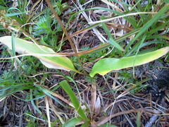 Erythronium montanum