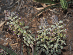 Ledebouria