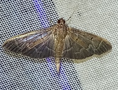 Pilocrocis ramentalis