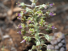 Ledebouria