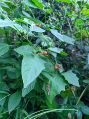 Solanum villosum