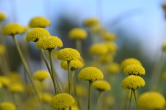 Santolina melidensis