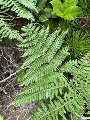 Pteridium aquilinum pubescens