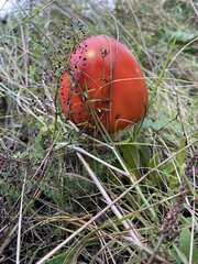 Amanita muscaria