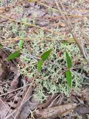 Cladonia leporina