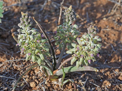 Ledebouria
