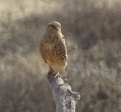 Falco rupicoloides