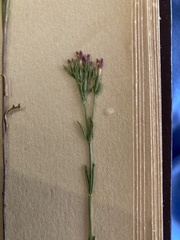 Zeltnera muehlenbergii