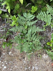 Pteridium aquilinum pubescens