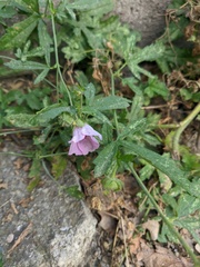 Althaea cannabina