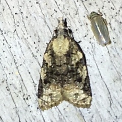 Platynota exasperatana