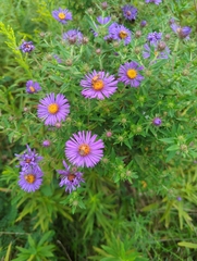 Symphyotrichum novae-angliae