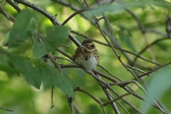 Emberiza rustica