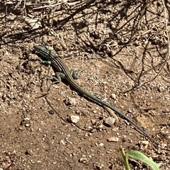 Aspidoscelis neomexicanus