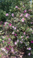 Rhododendron indicum