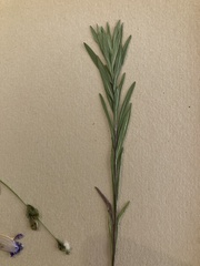 Zeltnera muehlenbergii