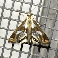 Chrysendeton imitabilis