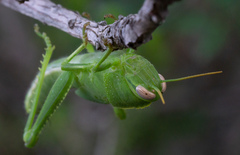 Anacridium aegyptium